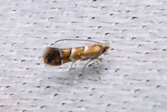 Cameraria australisella