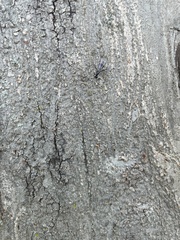 Rainieria antennaepes