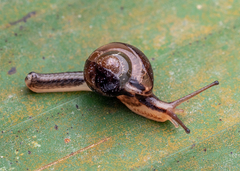 Helicarion permolle