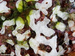 Lissoclinum perforatum