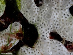 Lissoclinum perforatum