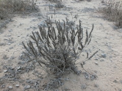 Arnebia hispidissima