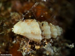 Pseudomangelia vauquelini
