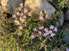 Thymus tauricus