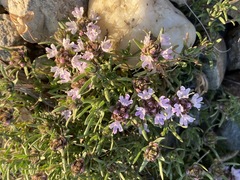 Thymus tauricus