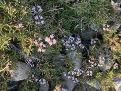 Thymus tauricus