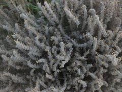 Arnebia hispidissima