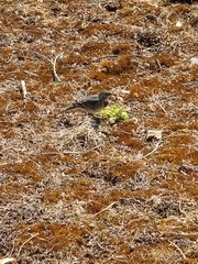 Motacilla alba yarrellii