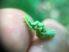 Pseudeva purpurigera