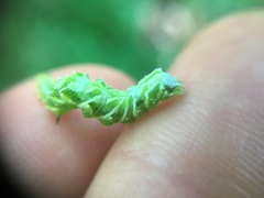 Pseudeva purpurigera