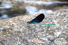 Matrona basilaris