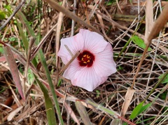 Pavonia grandiflora