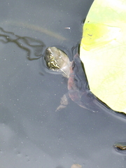 Mauremys reevesii
