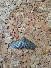Eupithecia assimilata