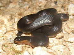 Liodytes rigida sinicola