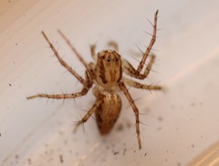 Oxyopes aglossus