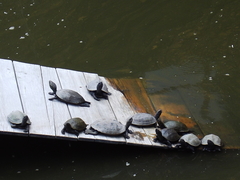 Mauremys reevesii