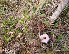 Pavonia grandiflora