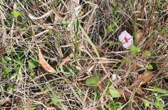 Pavonia grandiflora