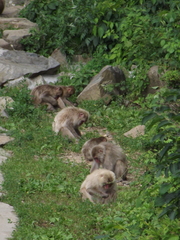 Macaca fuscata fuscata