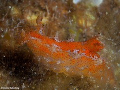 Plocamopherus maderae