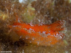 Plocamopherus maderae