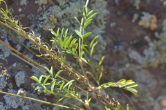 Onobrychis arenaria