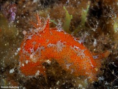 Plocamopherus maderae