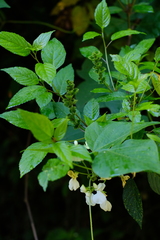 Acalypha padifolia
