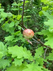 Biorhiza