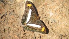 Adelpha iphiclus iphiclus