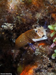 Gnathophyllum elegans