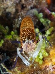 Gnathophyllum elegans