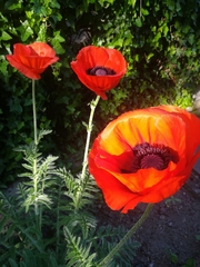Papaver