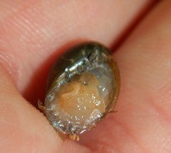 Novisuccinea ovalis