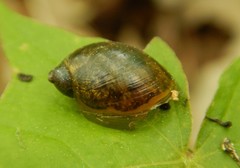 Novisuccinea ovalis