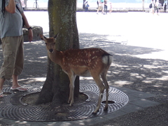 Cervus nippon