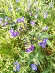Anchusa officinalis