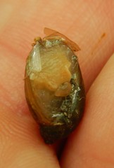 Novisuccinea ovalis