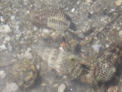 Paguroidea