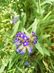 Anchusa officinalis
