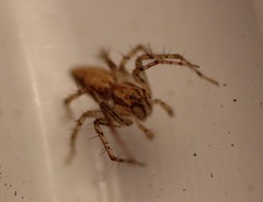 Oxyopes aglossus