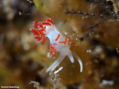 Flabellina dushia