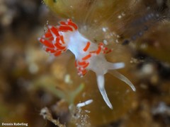 Flabellina dushia