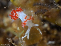 Flabellina dushia