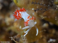Flabellina dushia