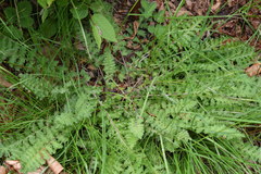 Pedicularis acaulis