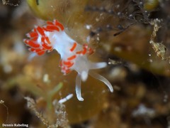 Flabellina dushia