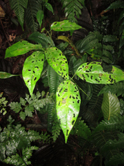 Charidotis cincticulus