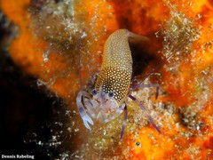 Gnathophyllum elegans